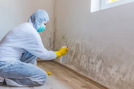 Best Mold Damage Restoration  in Argo, AL