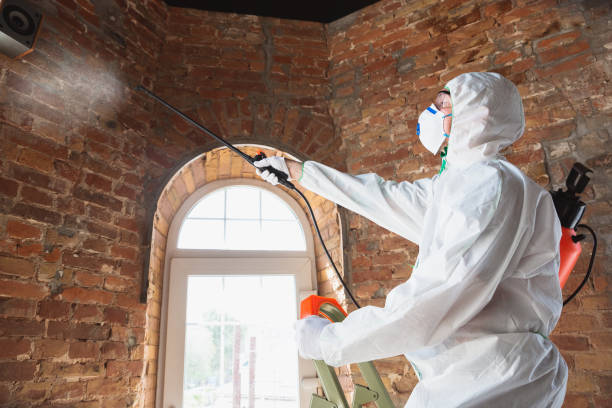 Best Mold Damage Restoration  in Argo, AL