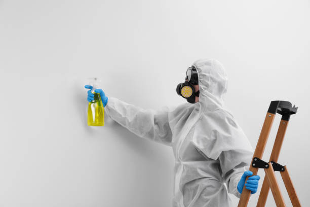 Best Basement Mold Removal  in Argo, AL