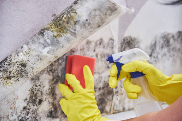 Best Mold Removal for HVAC Installations  in Argo, AL